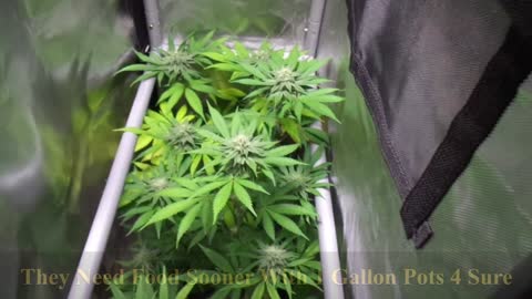Marijuana Plants - Phenotype Hunting 9 Pound Hammer F2s