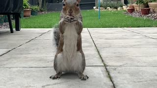 Posing Squirrel