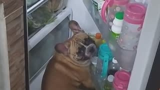 Warm Doggo Decides to Cool Off