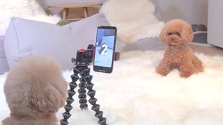 A dog who makes video tiktok