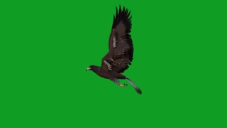animal display flying eagle keying