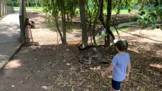 Petting a kangaroo