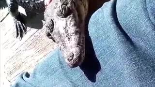 Adolescent Crocodile Falls Asleep on Owners Legs