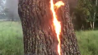 Tree catches on fire after getting struck by lightning