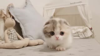 Cute kitten cat play in home