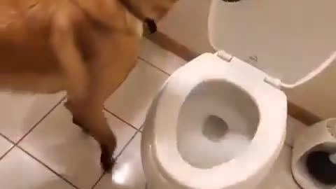 Smart dog in the toilet