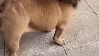 Dog that looks like a Lion