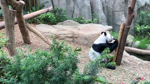 Funny PANDA 🐻