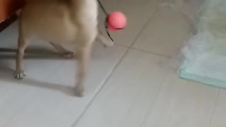 dog puppy playing 1