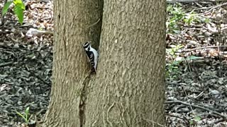Woodpecker is climbing a tree