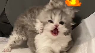 OMG So Cute 😍 Best Funny Cats Compilation #Shorts