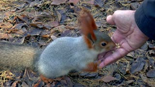 Human Feeding a Little Squirrel