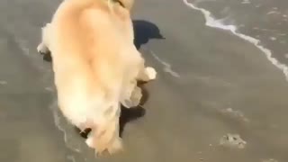 Cute dog running away from water-Funny pet video