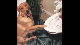 Cute Dogs Love Babies Compilation