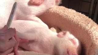 Piggy Relaxes for Pedicure