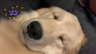 Exhausted Golden puppy caught snoring loudly