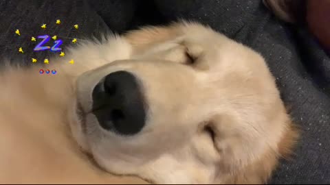 Exhausted Golden puppy caught snoring loudly