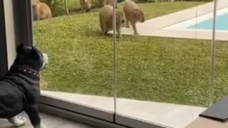 Pack of capybara casually stroll through backyard