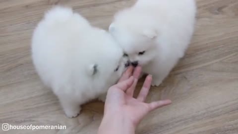cute White Pomeranian Puppy Balls 5