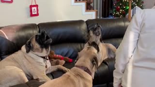 Dogs Join in to sing Happy Birthday