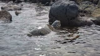 Sea Turtle Trying to Get on the Rocks