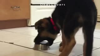 A Dog Tries To Catch A Dish onThe Floor in The kitchen.