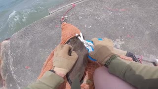 Man Almost Bitten While Saving a Seal