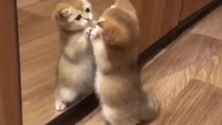 Kitty Takes Itself on in Mirror