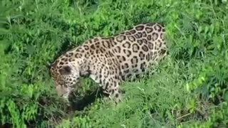 jaguar attack in the Amazon