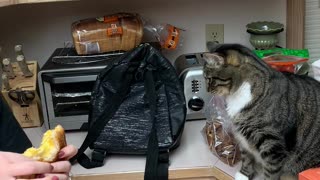 Cat Fascinated By Grilled Cheese Sandwich