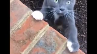 Funniest cats ever sesson1