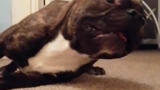 French Bulldog Has Too Much Energy during Playtime