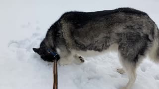 Husky enjoys snow day