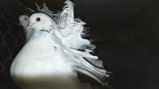 Beautiful white doves