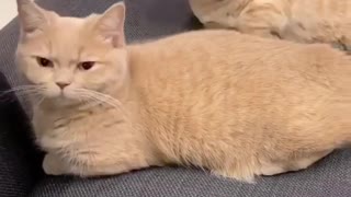 Surprising Cat Pet