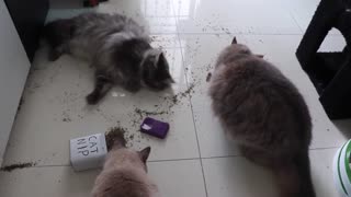 Catnip party - what happens when you leave your cats alone for 5 minutes