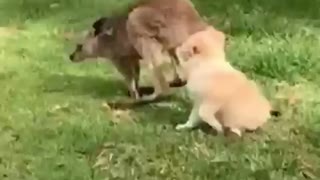 adorable dog- hugs kangaroo