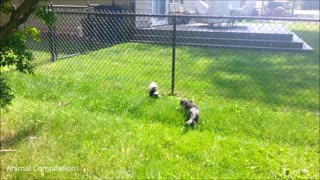 Baby Skunks Trying To Spray Funny Compilation