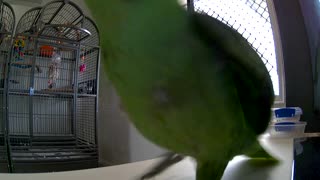 Parrot Clearly Doesn't Care for the Camera