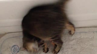 Cat Doing A Somersault