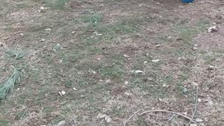 Turkey With Some Soccer Skills