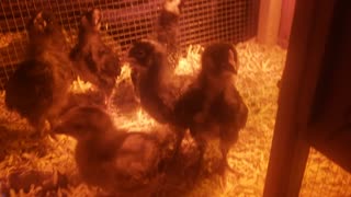 Baby chicks curious