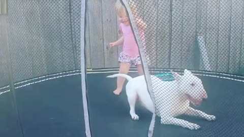 Playful dog absolutely loves jumping on trampoline