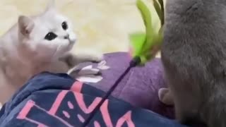 Fighting between cats