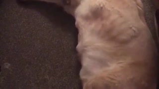 ELDERLY DOG RUNNING IN HIS SLEEP