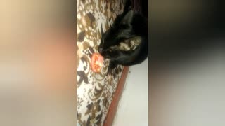 Cat eat tomato.