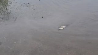 Catching a Carp in Your Flooded Driveway