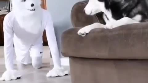scared dog video