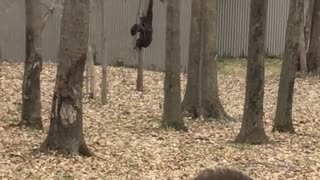 Baby Gorilla Swinging Fun