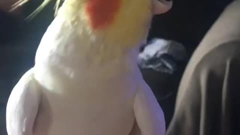 parrot yawns as he is feeling sleepy hilarious expression